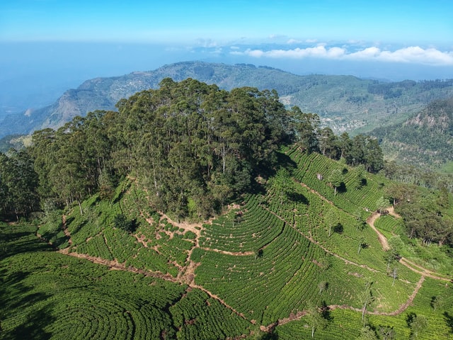 Sri Lanka Çay Tarlaları